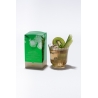 Ice Tea Happy Green